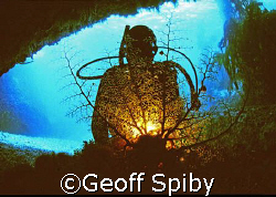 diver and a backlit basket star  by Geoff Spiby 